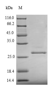 SDS-PAGE- Recombinant protein Pig PRL