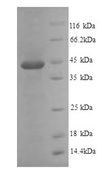 SDS-PAGE- Recombinant protein Mouse Serpine1