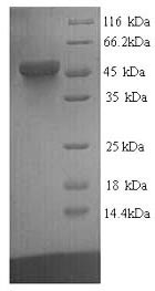 SDS-PAGE- Recombinant protein Human TEAD1