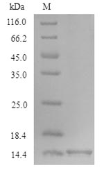 SDS-PAGE- Recombinant protein Xenopus TGFB1