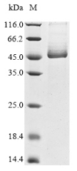 CSB-YP023924HU SDS-PAGE