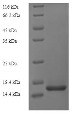 SDS-PAGE- Recombinant protein Mouse Vegfc