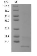 SDS-PAGE- Recombinant protein Mycobacterium MT2731