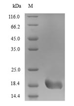 SDS-PAGE- Recombinant protein Alternaria HSP70