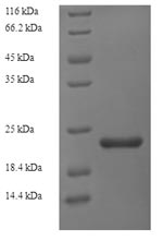 SDS-PAGE - Recombinant Geobacillus stearothermophilus Gellan lyase