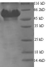 SDS-PAGE- Recombinant protein Helicobacter gltX1