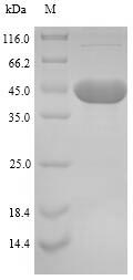 SDS-PAGE- Recombinant protein Mycoplasma p46