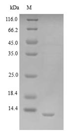 SDS-PAGE- Recombinant protein Vaccinia VACWR034
