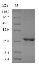 SDS-PAGE- Recombinant protein Mouse Mcpt4
