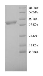 SDS-PAGE- Recombinant protein Xenopus wnt8