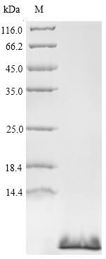 SDS-PAGE - Recombinant Anemonia sulcata Delta-actitoxin-Avd1c