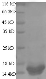 SDS-PAGE- Recombinant protein Rotavirus NSP4