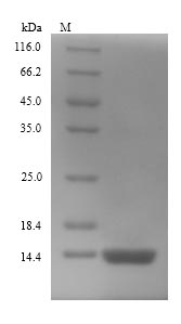SDS-PAGE- Recombinant protein Escherichia glpE
