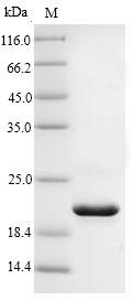 SDS-PAGE- Recombinant protein Human IL18