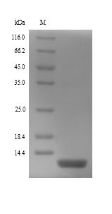 SDS-PAGE- Recombinant protein Human DEFB130