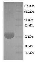 SDS-PAGE- Recombinant protein Bovine ADIPOQ