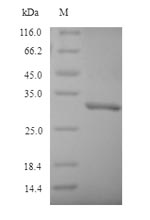 SDS-PAGE - Recombinant Mouse Nqo1