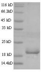 SDS-PAGE- Recombinant protein Mouse Angptl8