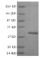 SDS-PAGE- Recombinant protein Arabidopsis WRKY2
