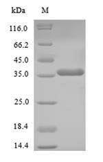 SDS-PAGE- Recombinant protein Human NANOG