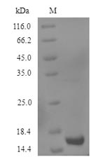 SDS-PAGE- Recombinant protein Human GDF2
