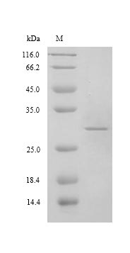 SDS-PAGE- Recombinant protein Hepatitis ORF2