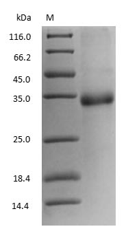 (Tris-Glycine gel) Discontinuous SDS-PAGE (reduced) with 5% enrichment gel and 15% separation gel.