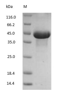 (Tris-Glycine gel) Discontinuous SDS-PAGE (reduced) with 5% enrichment gel and 15% separation gel.