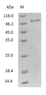 Rat Transferrin - image 1
