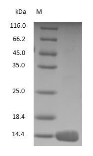 (Tris-Glycine gel) Discontinuous SDS-PAGE (reduced) with 5% enrichment gel and 15% separation gel.