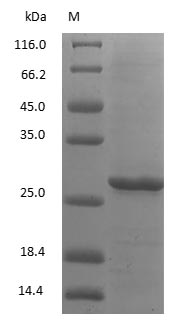 Rabbit IgG Fc fragment - image 1