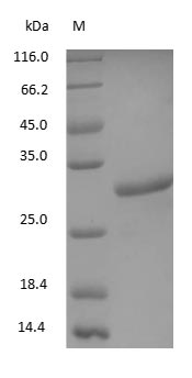 Mouse IgG Fc fragment - image 1