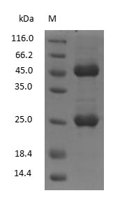 Mouse Immunoglobulin G2a - image 1