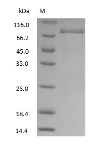 Sheep transferrin - image 1