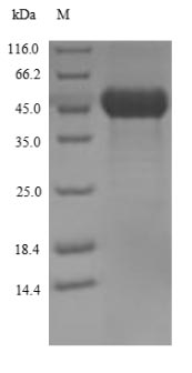 (Tris-Glycine gel) Discontinuous SDS-PAGE (reduced) with 5% enrichment gel and 15% separation gel.